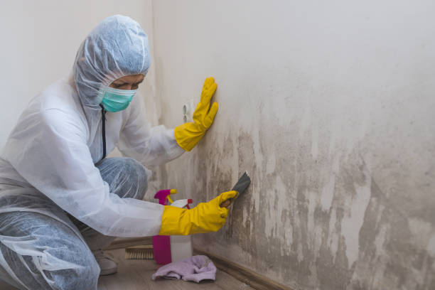 Best Attic Mold Removal  in Harrisonville, MO